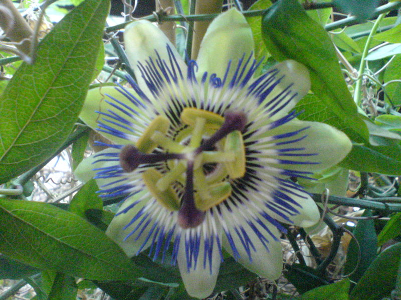 Datei:Passionsblume - Passiflora.JPG